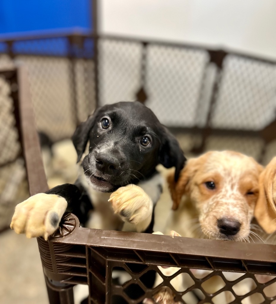 Alfonso, an adoptable Mixed Breed in Minot, ND, 58702 | Photo Image 1
