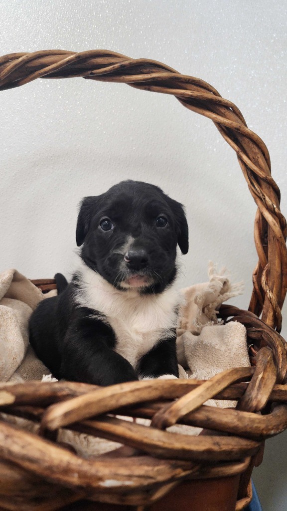 Alfonso, an adoptable Mixed Breed in Minot, ND, 58702 | Photo Image 4