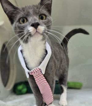 Cadbury, Baby Male Domestic Short Hair