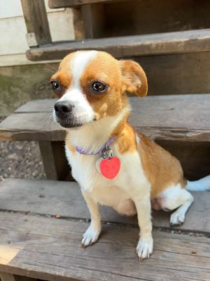 Sugar, Adult Female Chihuahua