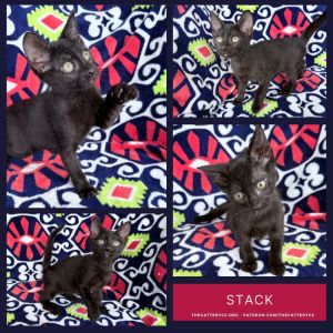 Stack, Baby Male Domestic Short Hair