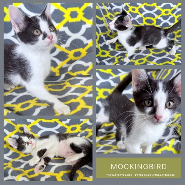 Mockingbird thumbnail 1