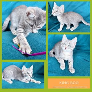 King Boo, Baby Male Domestic Short Hair