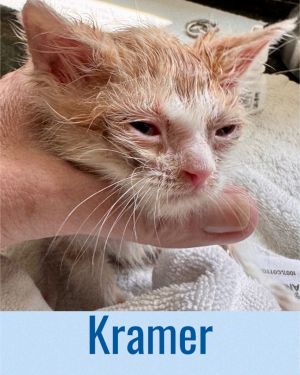 Kramer, Baby Male Domestic Short Hair