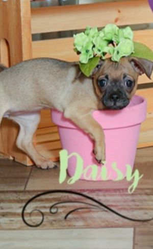 Daisy, Baby Female Chihuahua