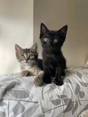 Valentin (and Piper) Domestic Short Hair Cat