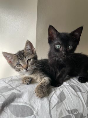Piper (and Valentin) Domestic Short Hair Cat