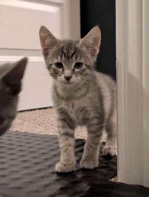Sam, Baby Female Domestic Short Hair