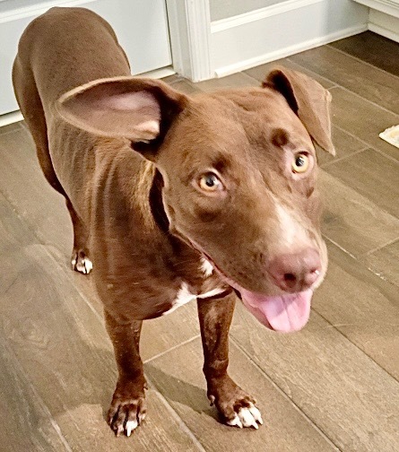 Lillybelle