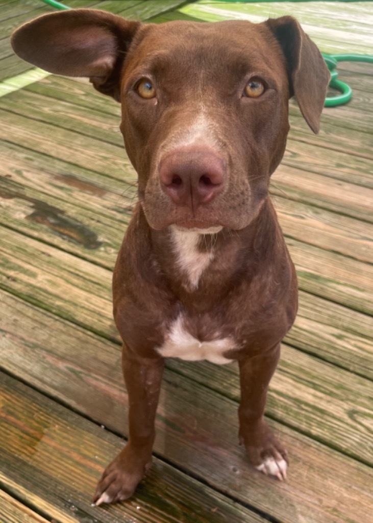 Lillybelle