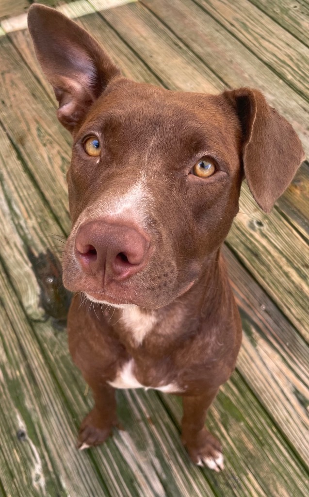 Lillybelle