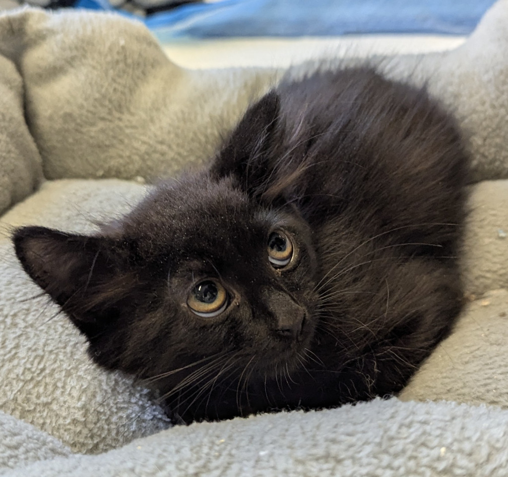 Tuck, an adoptable Domestic Short Hair in Havre, MT, 59501 | Photo Image 1