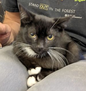 Cedar 148, Baby Male Domestic Short Hair