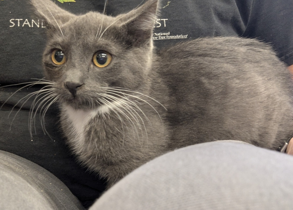 Cedar 146, an adoptable Domestic Short Hair in Havre, MT, 59501 | Photo Image 1