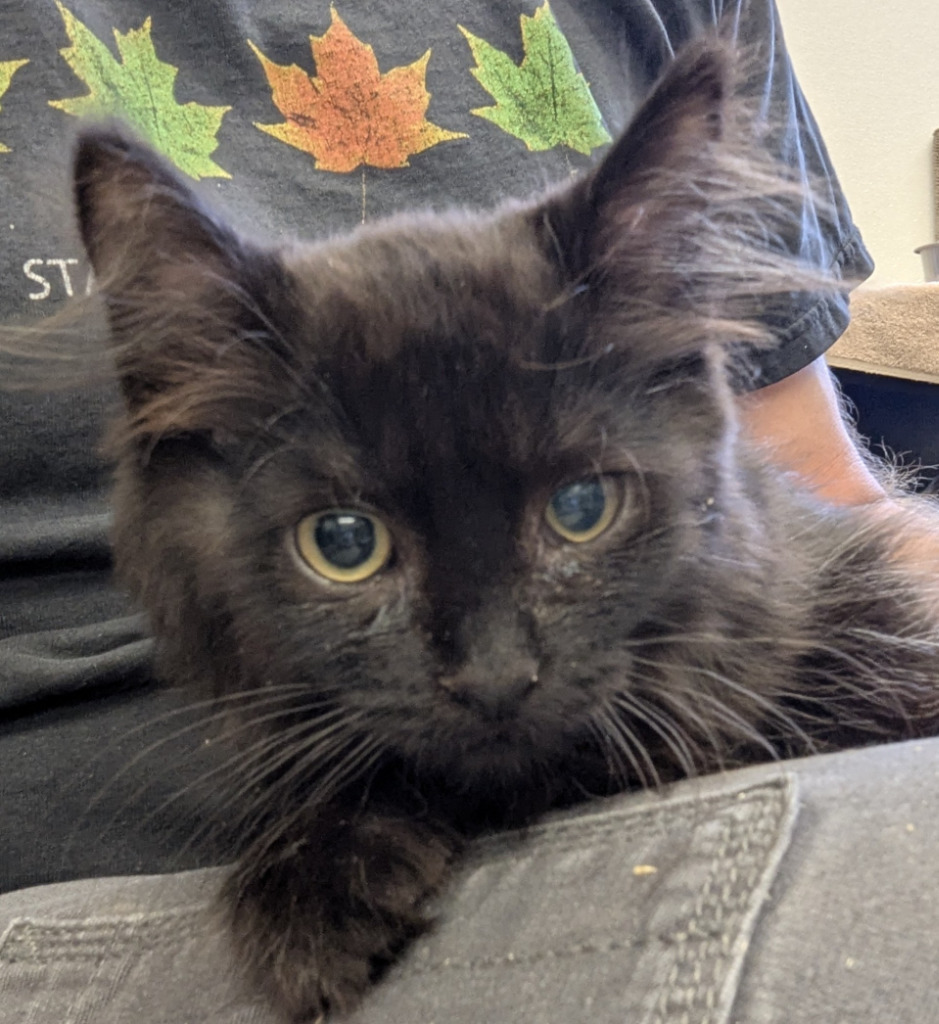 Cedar 147, an adoptable Domestic Short Hair in Havre, MT, 59501 | Photo Image 1