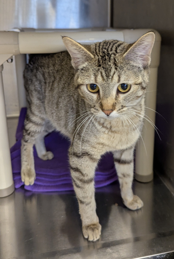 Cedar 145, an adoptable Domestic Short Hair in Havre, MT, 59501 | Photo Image 1