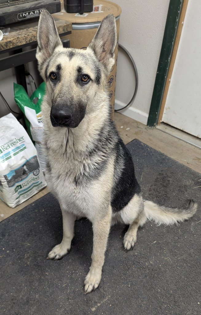 Loki, an adoptable Shepherd in Havre, MT, 59501 | Photo Image 1