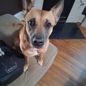 Bones (oakley), Adult Male German Shepherd Dog