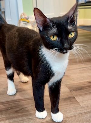 Nala, Adult Female Domestic Short Hair