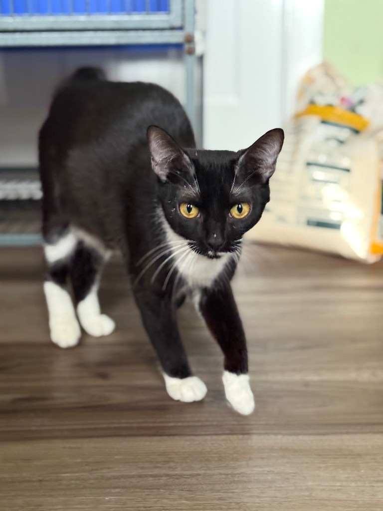 Nala