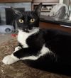 Nala photo 3