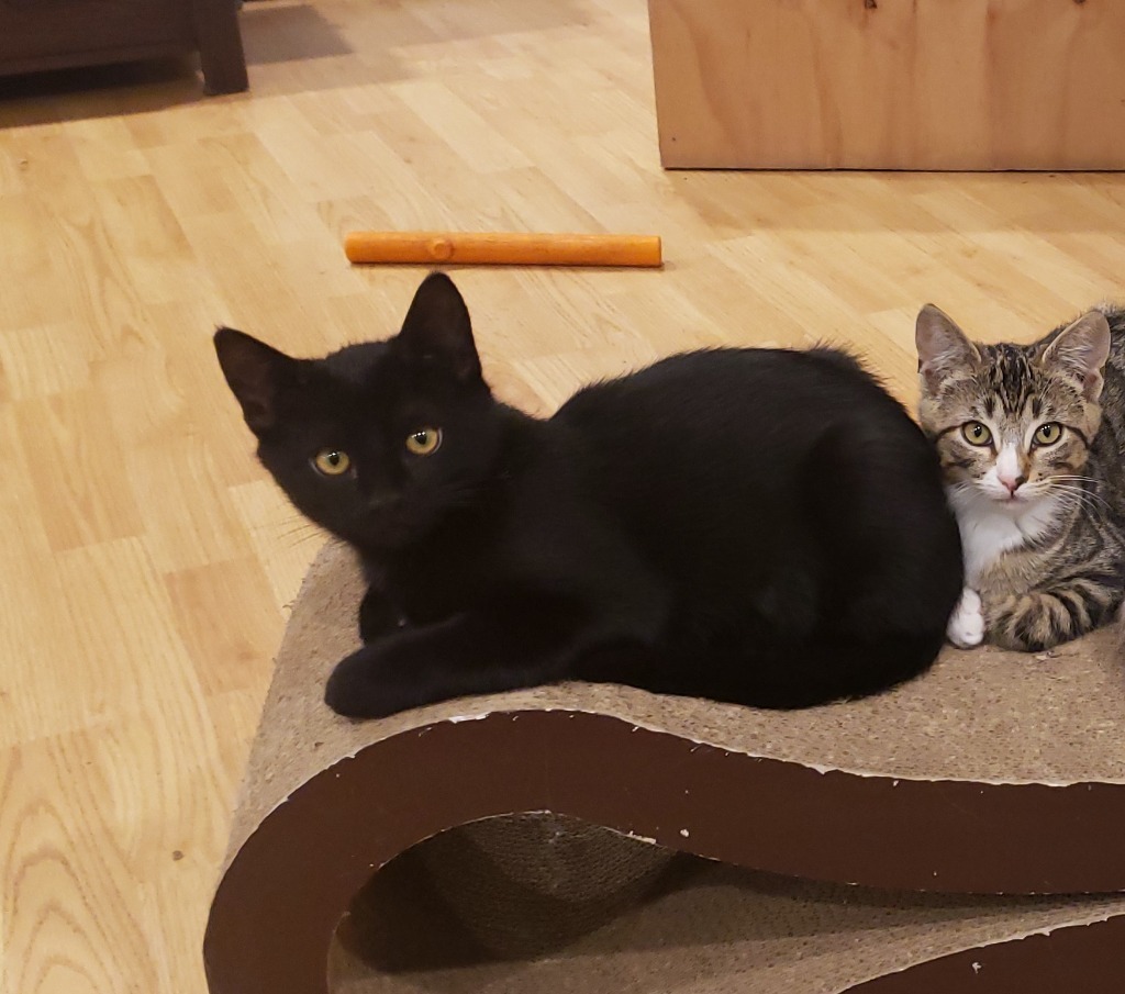 Kaito now Finch, an adoptable Domestic Short Hair in Palmer, AK, 99645 | Photo Image 2