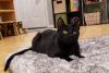 Kaito now Finch photo 4