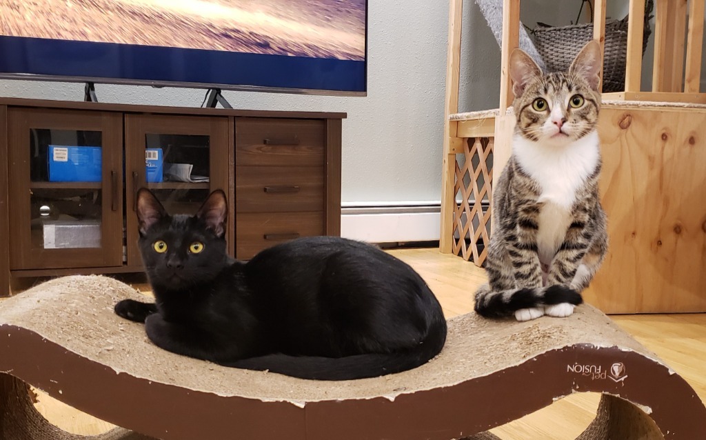 Kaito now Finch, an adoptable Domestic Short Hair in Palmer, AK, 99645 | Photo Image 5