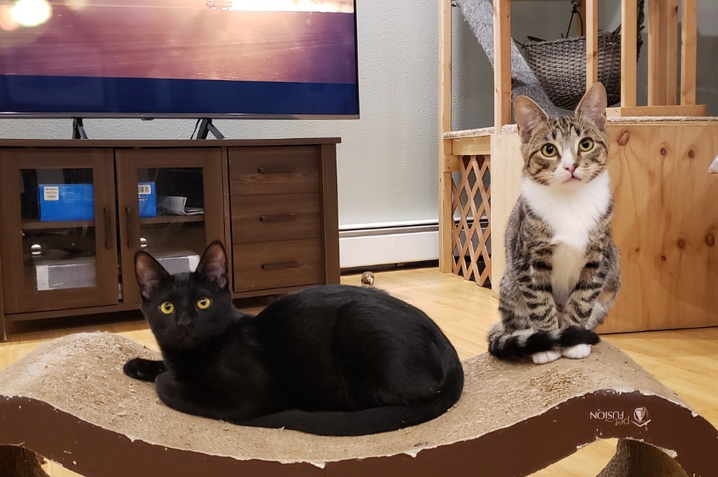 Kaito now Finch, an adoptable Domestic Short Hair in Palmer, AK, 99645 | Photo Image 6