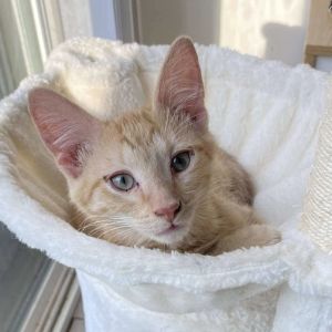 Golden Berry (aka Tygrys), Baby Male Domestic Short Hair
