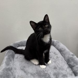 Natalie, Baby Female Domestic Short Hair