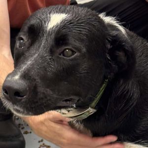 Spade, Adult Male Border Collie