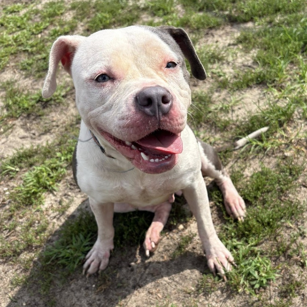 Opal (In Foster)