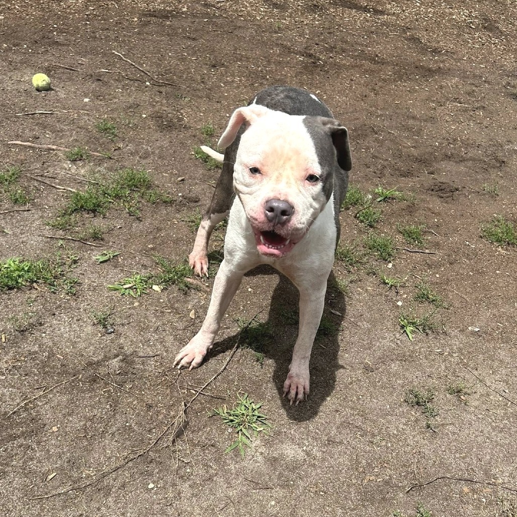 Opal (In Foster)