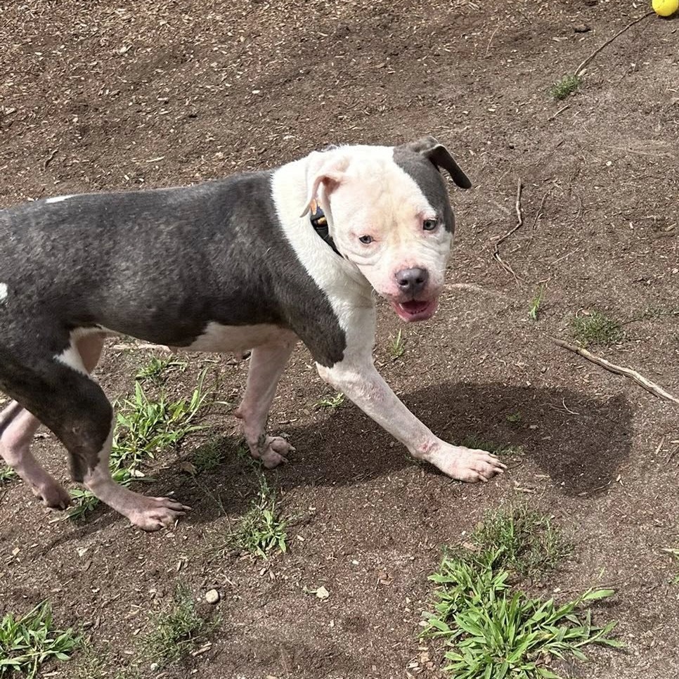 Opal (In Foster)