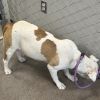 Lola photo 6