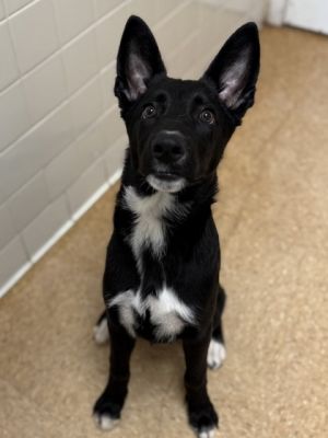 Jam, Young Female Terrier
