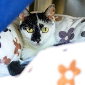 Rachel (bonded with Monica), Young Female Domestic Short Hair