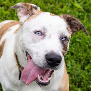 Gordo, Young Male Jack Russell Terrier