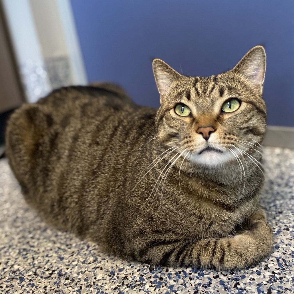 Jasper, an adoptable Domestic Short Hair in Great Falls, MT, 59404 | Photo Image 1