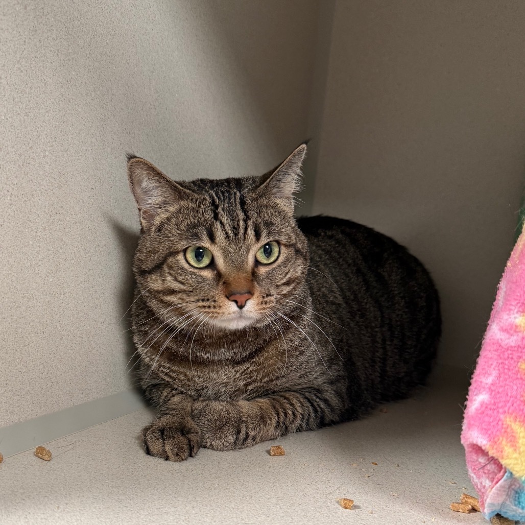 Jasper, an adoptable Domestic Short Hair in Great Falls, MT, 59404 | Photo Image 2