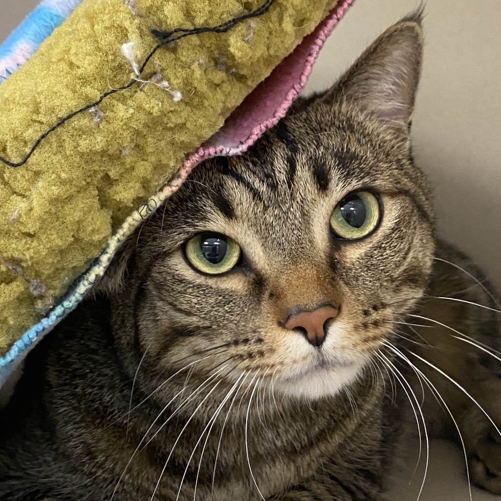 Jasper, an adoptable Domestic Short Hair in Great Falls, MT, 59404 | Photo Image 3