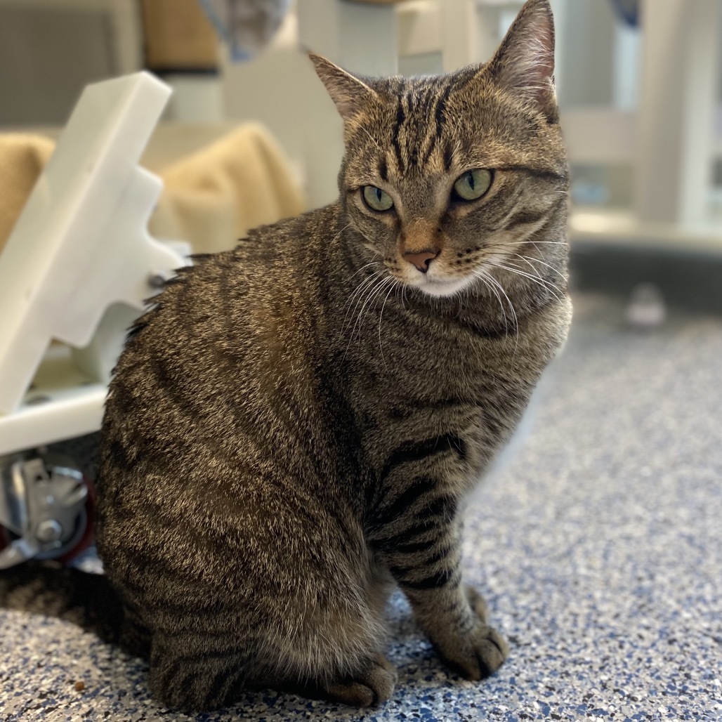 Jasper, an adoptable Domestic Short Hair in Great Falls, MT, 59404 | Photo Image 4