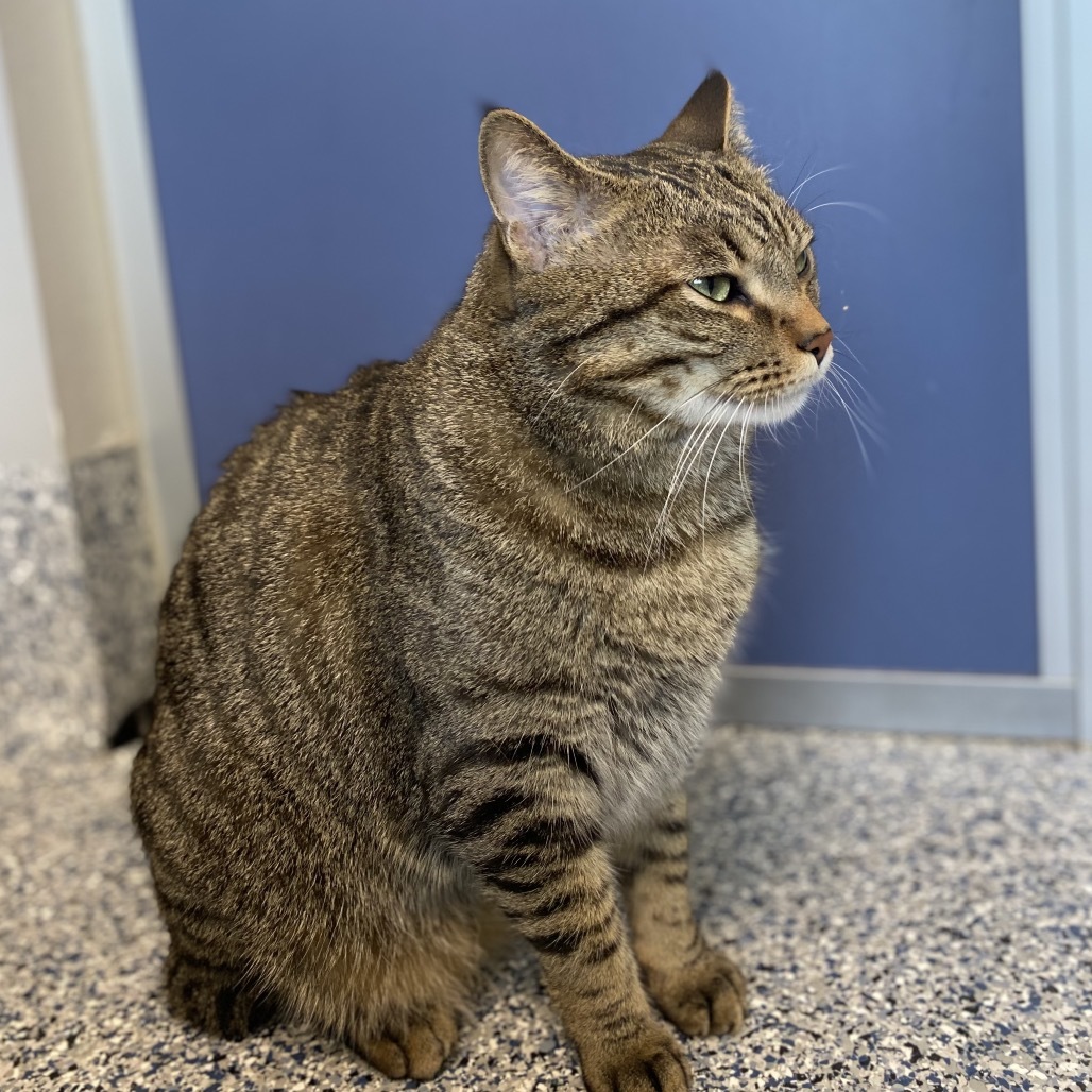 Jasper, an adoptable Domestic Short Hair in Great Falls, MT, 59404 | Photo Image 6