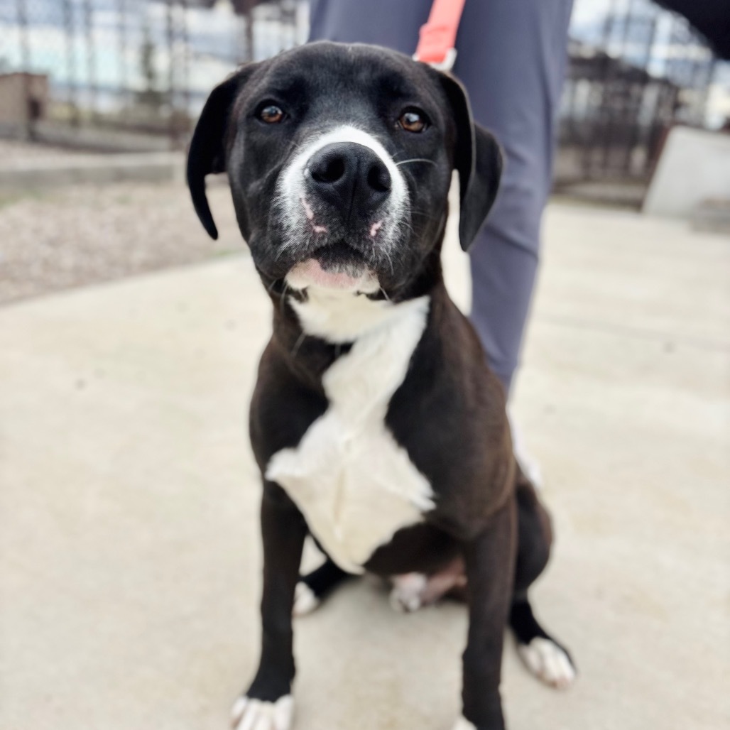 Pablo, an adoptable Mixed Breed in Great Falls, MT, 59404 | Photo Image 1