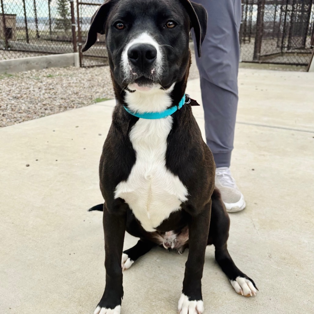 Pablo, an adoptable Mixed Breed in Great Falls, MT, 59404 | Photo Image 2