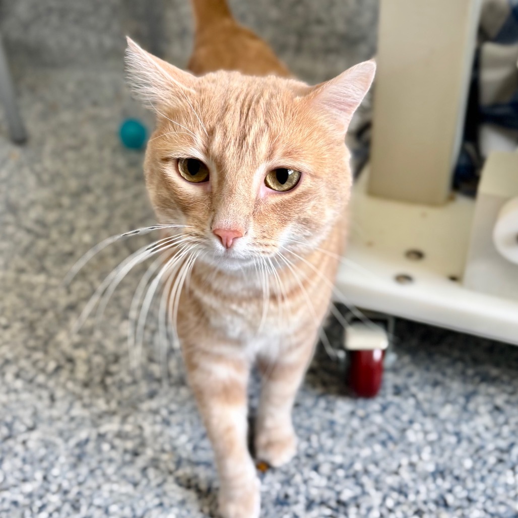 Baby, an adoptable Domestic Short Hair in Great Falls, MT, 59404 | Photo Image 1