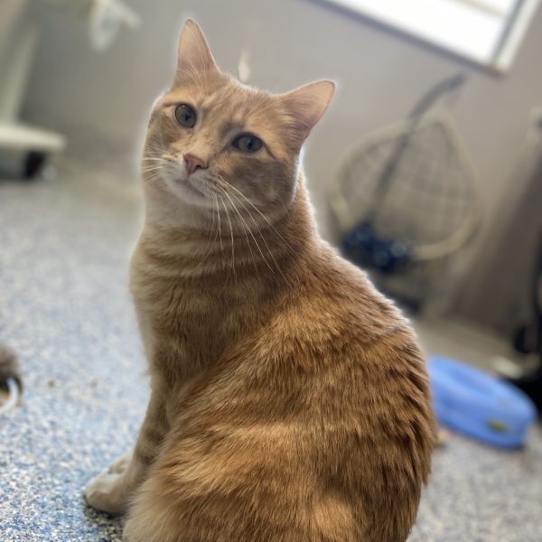 Pet Image