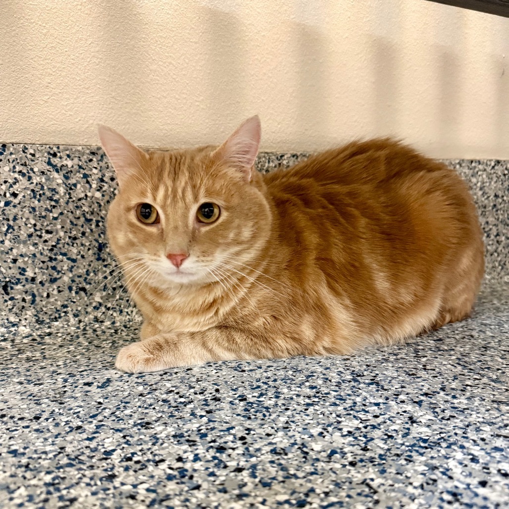 Baby, an adoptable Domestic Short Hair in Great Falls, MT, 59404 | Photo Image 2
