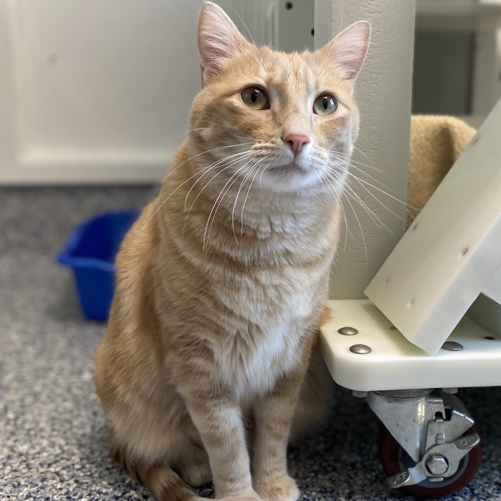 Baby, an adoptable Domestic Short Hair in Great Falls, MT, 59404 | Photo Image 3